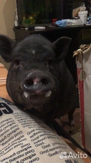 Студия для фотосессии маркетплейс