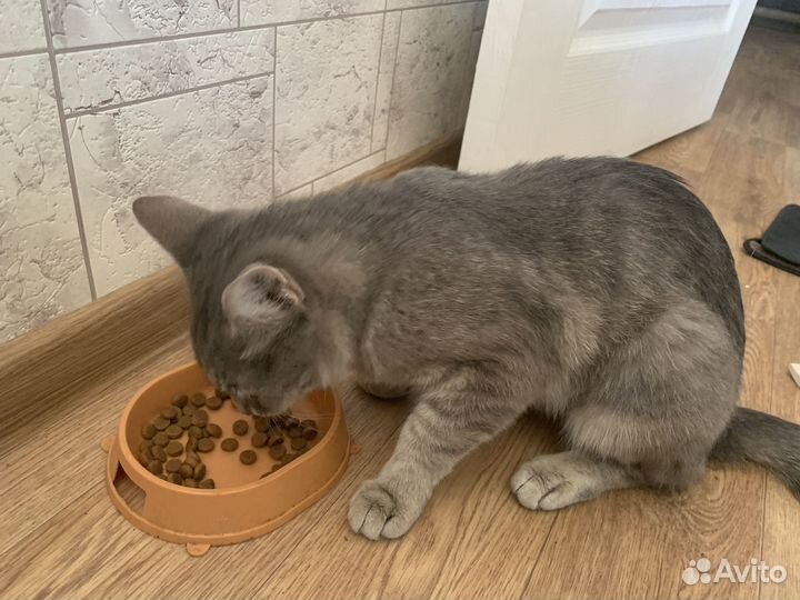 Кошка в добрые руки