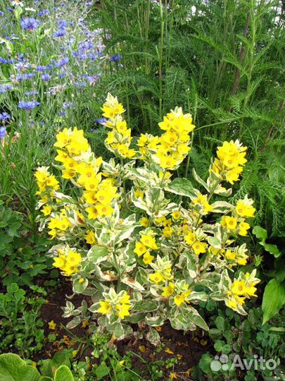 Вербейник точечный «Александр»