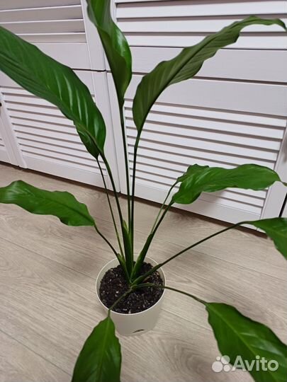 Спатифиллум