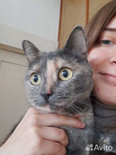 Уход за питомцем, передержка собак, кошек