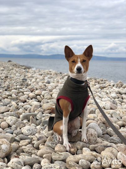 Щенки басенджи