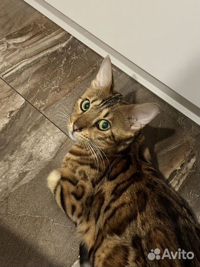 Бенгальская