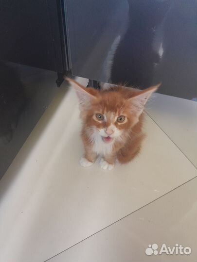 Котята мейн-кун