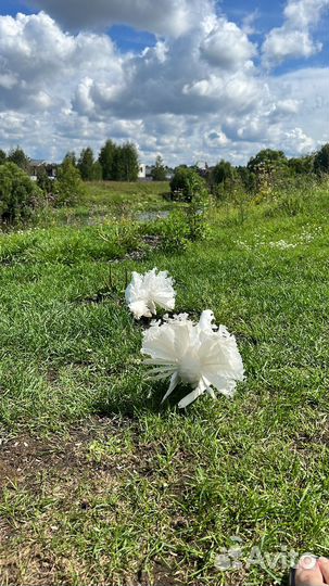 Голуби Павлины Свадебные