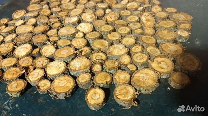 Спилы дерева, дуб