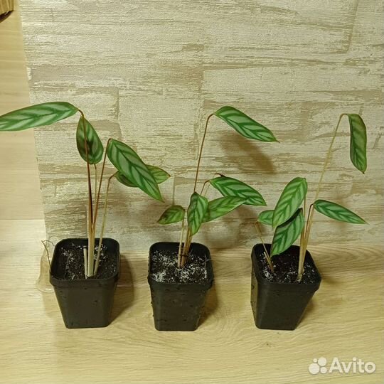 Калатея-Бахема (ктенанта) в горшочках