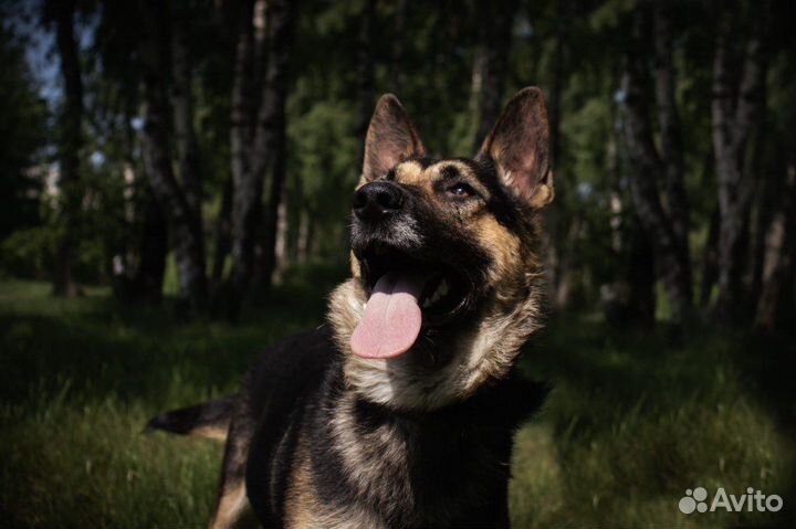 Собака Лукум