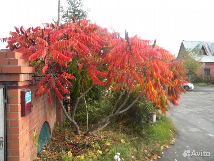 Сумах оленерогий