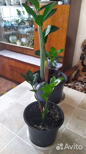 Замиокулькас