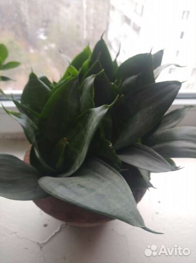 Сансевиерия. Щучий хвост. Тещин язык