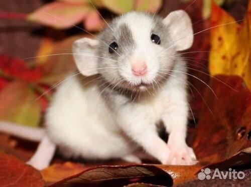 Крыски дамбо белые ручные