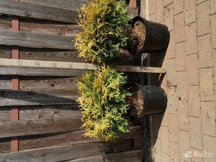 Туя голден глоб лимонник