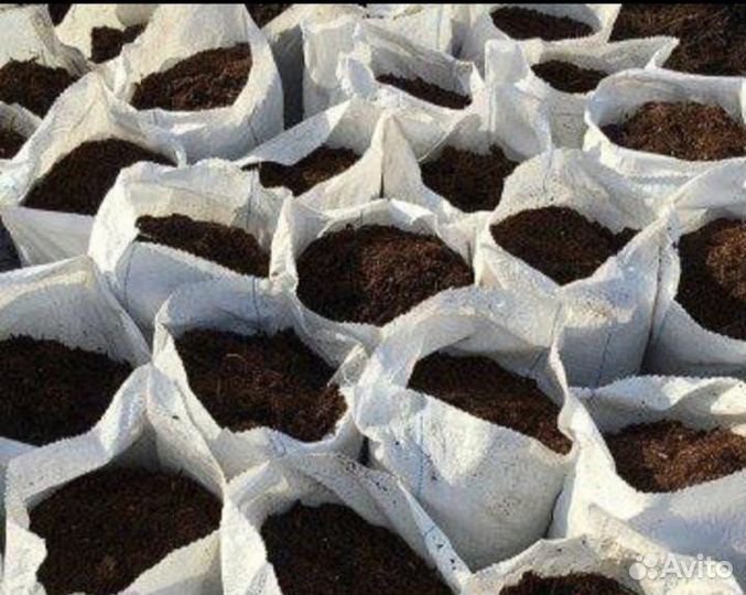 Перегной коровяк