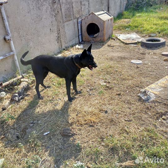 Собака овчарка