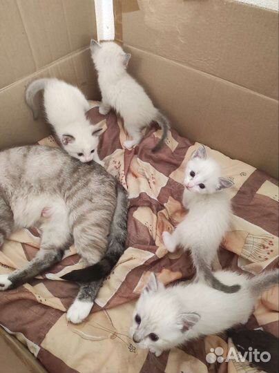 Сиамские котята