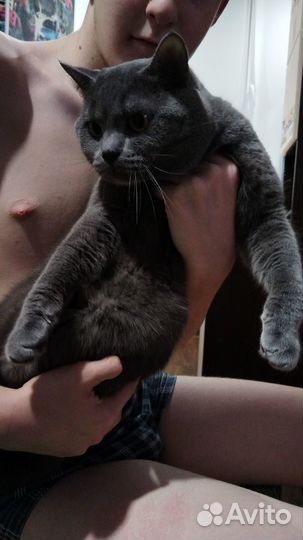 Котята отдам в добрые руки бесплатно