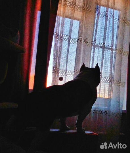 Зоотакси 24/7 Москва и М О, выгул собак