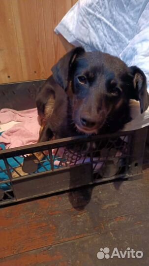 Собачка в добрые руки