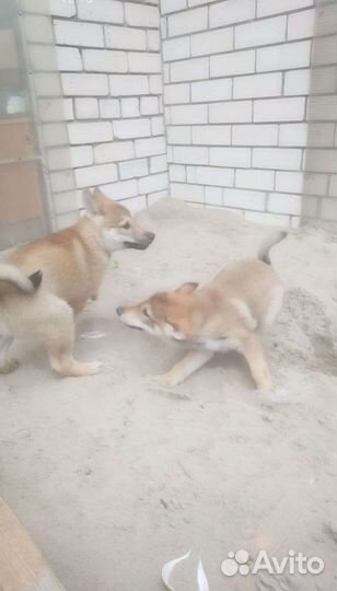 Щенки заодно-сибирской лайки