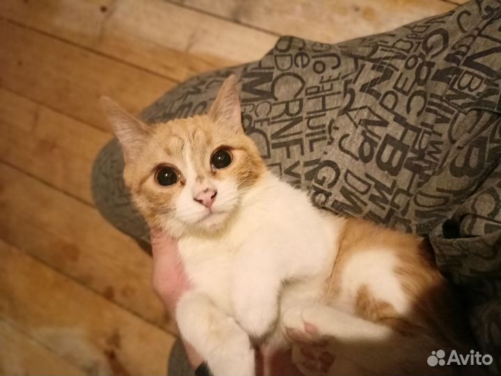 Кошка и Кот в добрые руки