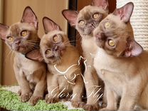 Бурманские котята