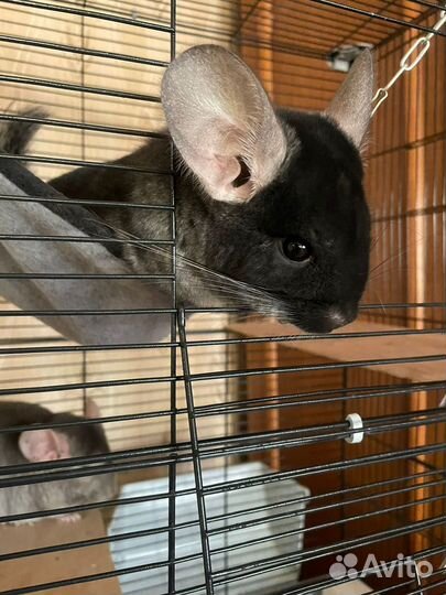 Две шиншиллы