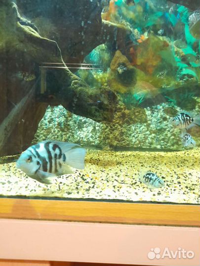 Сапфировый попугай