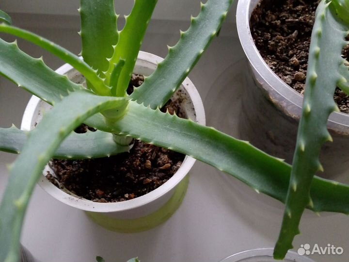 Алоэ столетник, лечебный