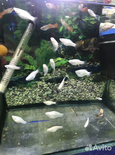 Микрорасбора