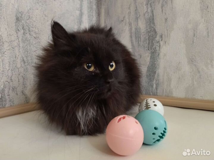 Кошка в дар