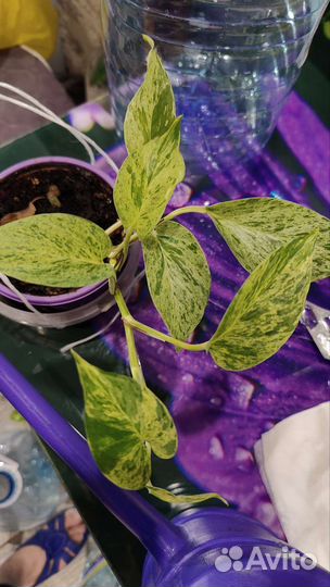 Сциндаптус отростки