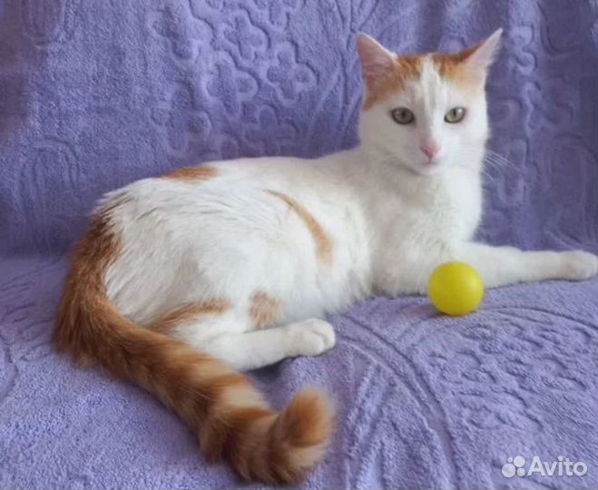 Кастрированный котик