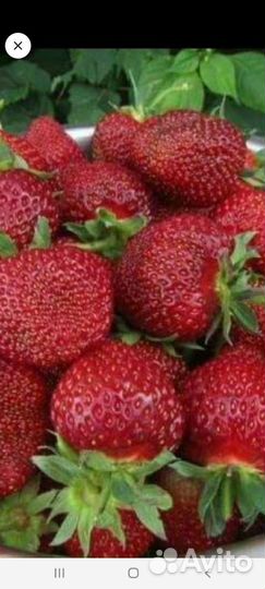 Клубника саженцы