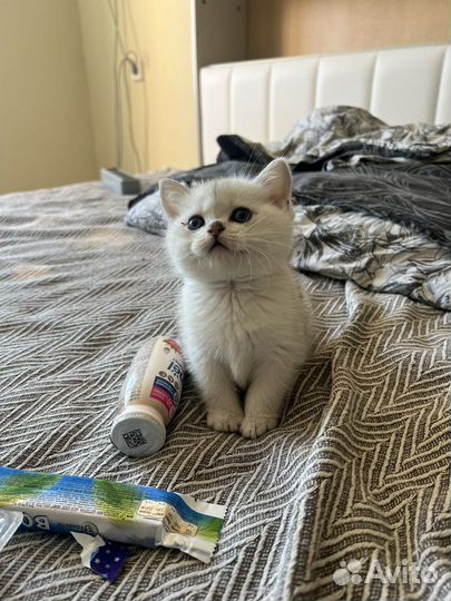 Серебристая шиншилла мальчик