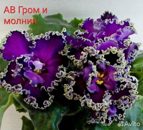 Детки сортовых фиалок наборами