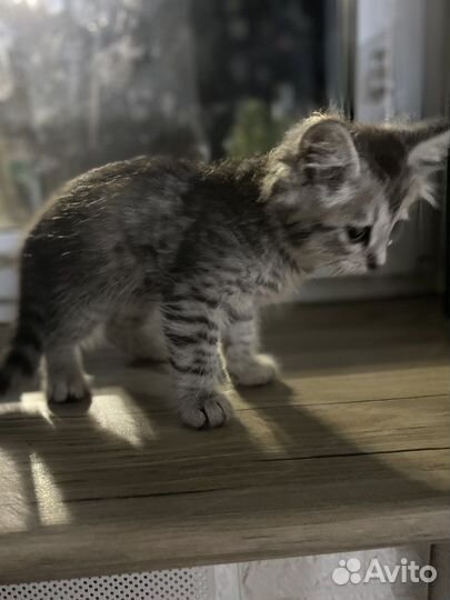 Котята норвежская лесная