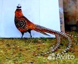 Фазан королевский