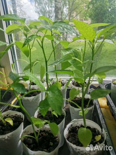 Рассада перца сладкого