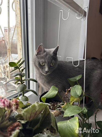 Найдена кошка