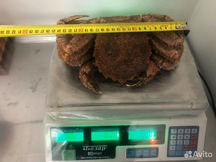 Краб Волосатик