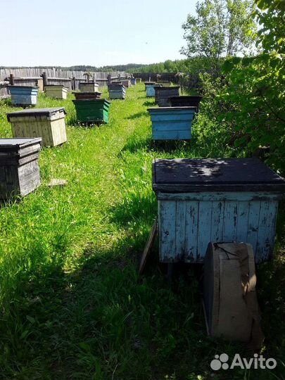 Продам пчелосемьи