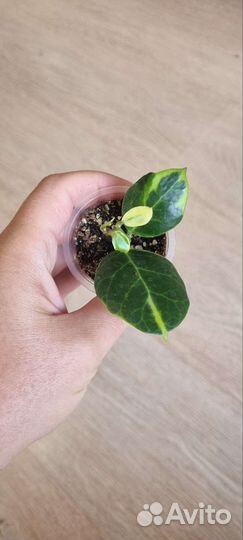 Хойи новинки