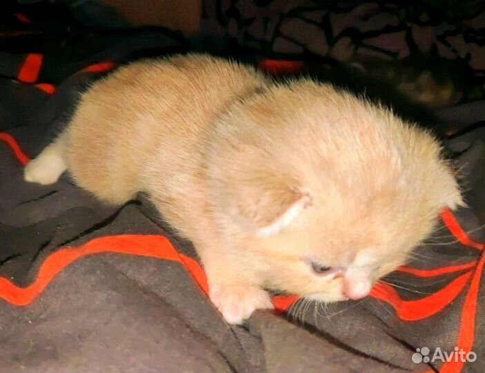 Персиковый Скоттиш-фолд