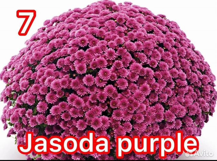 Хризантемы мультифлора