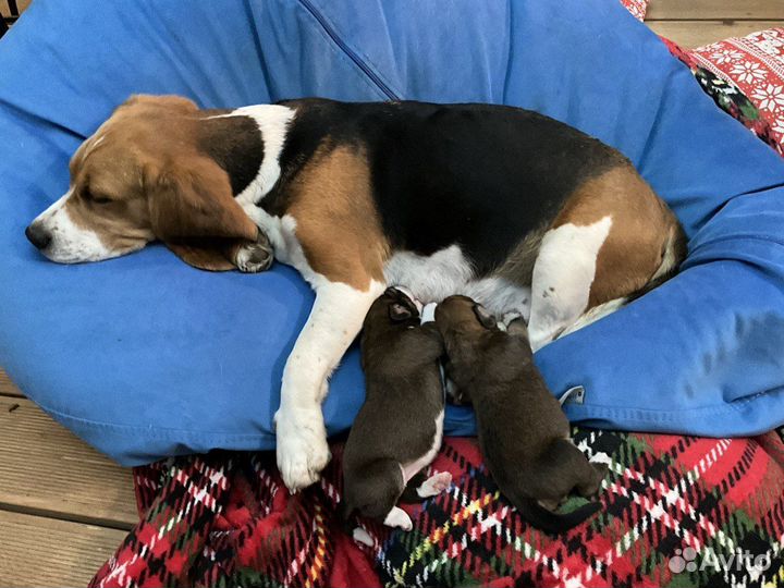 Собаки щенки бигль