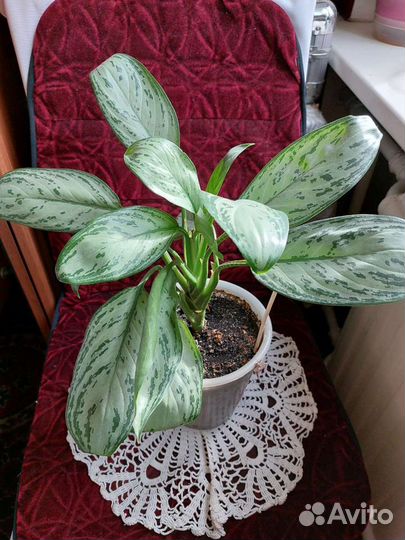 Комнатные цветы