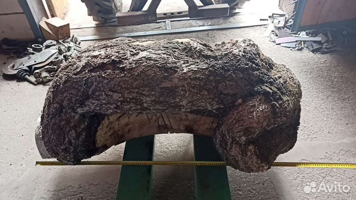 Сувель березовый