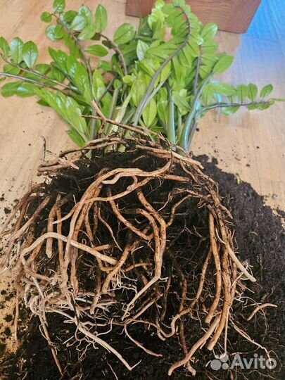 Замиокулькас