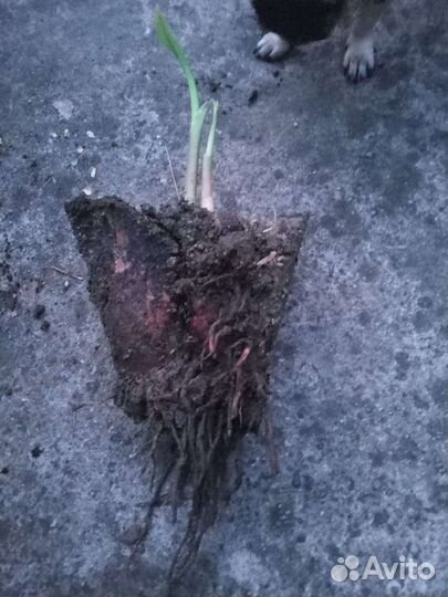 Банановые пальмы от 250 до 500